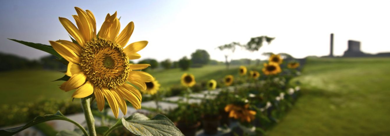 sunflower WPM